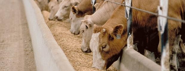 Argentina exportará carne vacuna de feedlot a la UE