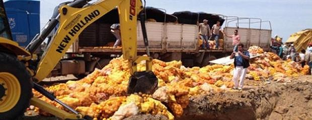 Decomisaron 28 000 kilos de naranjas y mandarinas 