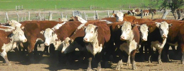 Producción de carne vacuna crecería un 18,6%