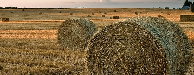 Argentina produce 244 M de toneladas forrajeras al año