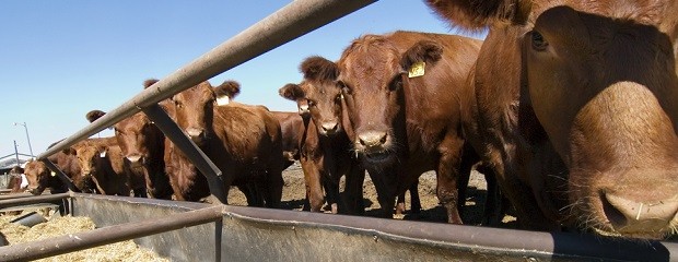 La Dirección de Ganadería aplicará ley que regula feedlot