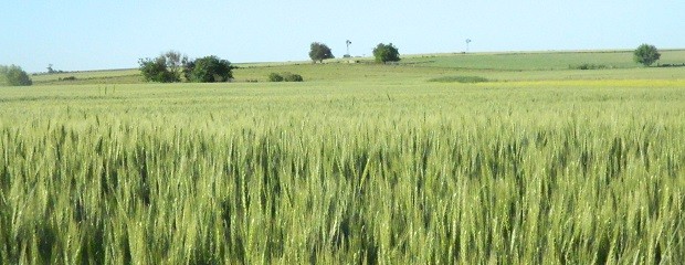 Las lluvias aliviarán áreas trigueras con déficit hídrico