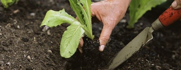 ¿Cómo empezamos una huerta? 