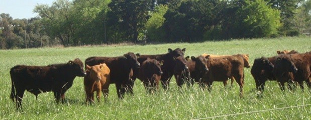 Buscan incorporar nuevo artículo a la Ley de feedlot