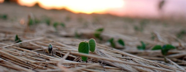 FAO declaró 2015 como el Año Internacional de los Suelos