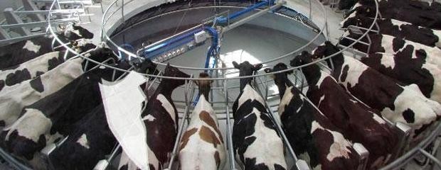 En enero habrá una baja en el precio de la leche 