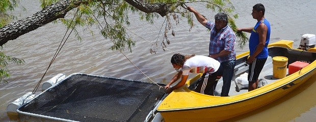 A principios de marzo comenzará la cría de pescado en jaula