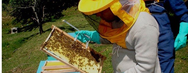 En Maciá, arrojó un promedio de 10 kilogramos por colmena