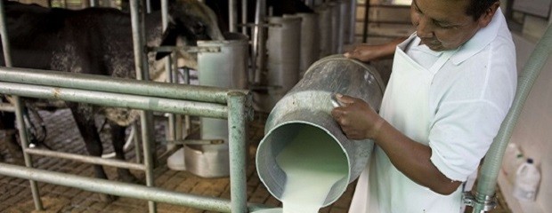 El productor tambero recibe $3 por litro de leche