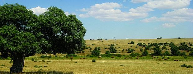 Se complica el esquema productivo en campos alquilados