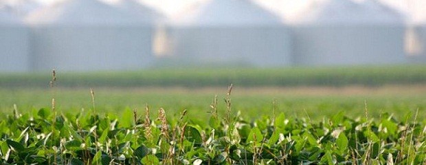 Lluvias aliviaron las zonas sojeras pero aún falta más agua