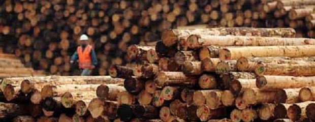 Producen energía alternativa a partir de desechos de madera