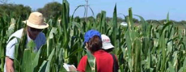 Intercambio intelectual sobre enfermedades del maíz