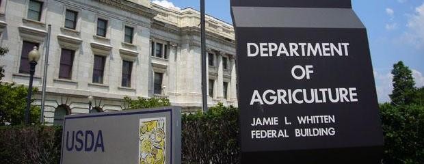 El USDA aumentó la estimación de cosecha de maíz 