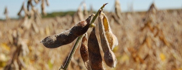 Clima cambió a tiempo para la soja en Brasil