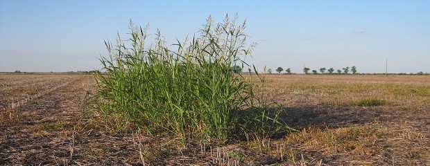 La mala hierba llegó a la ganadería