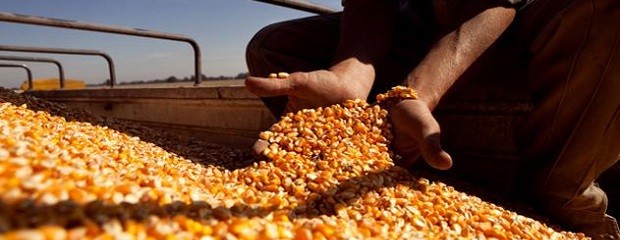 Para Bolsa de Cereales, las cifras en rojo del maíz 