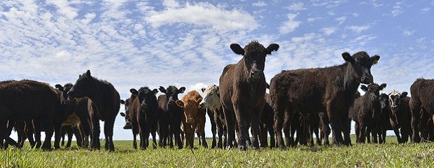 Primer envío de bovinos de Paraguay a Ecuador