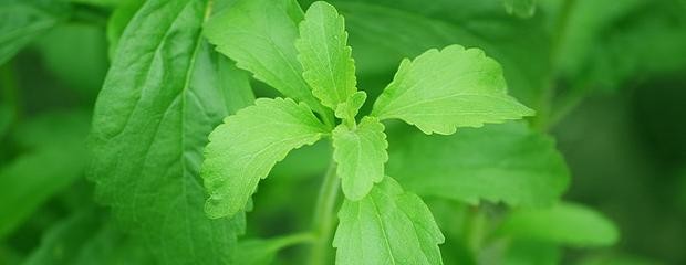 Promulgan ley de promoción y desarrollo de stevia