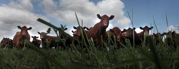 Los precios internacionales de la carne resisten