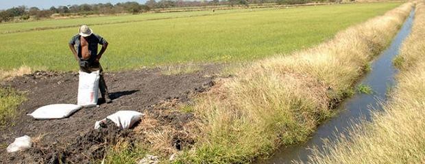 Científicos camboyanos se interesan en el arroz entrerriano 