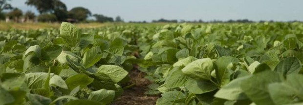 Científicos marcan un hito con la soja resistente a sequía