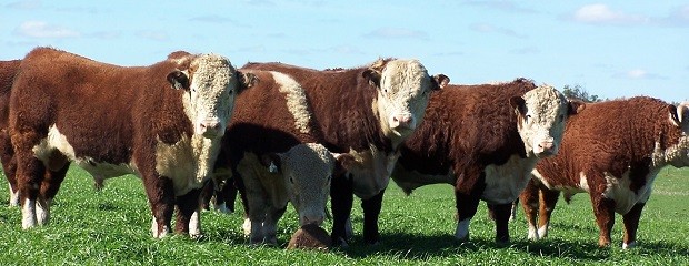 PBI creció en junio por actividad agro ganadera