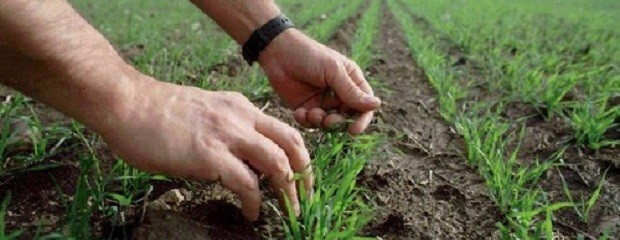 Agricultura admitió una caída en el área de siembra de trigo