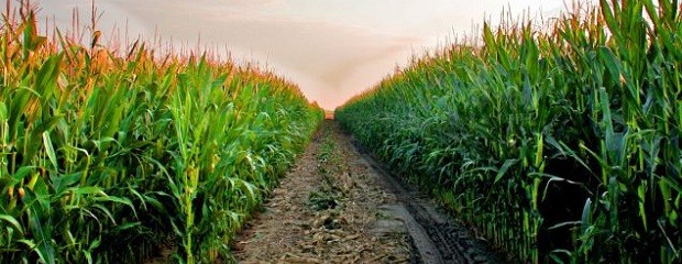 ¿Cómo le pegan al suelo 100 años de agricultura?