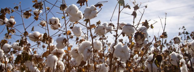 Agricultura anunció la creación del SIO Algodón