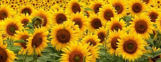 El complejo girasol en la Argentina y el mundo