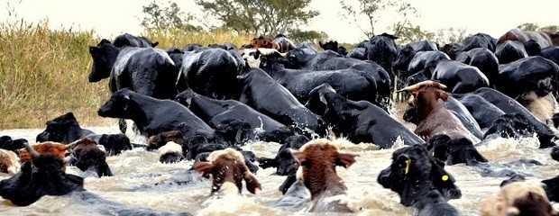 Ganaderos obligados a vender animales por inundaciones