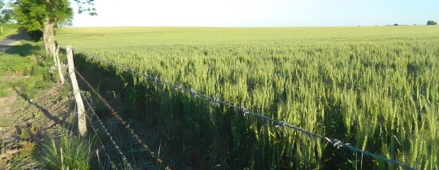 Prevalece una buena condición del cultivo de trigo