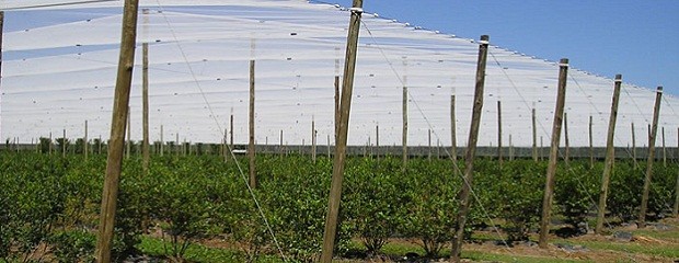 Habilitaron  créditos a productores de arándanos