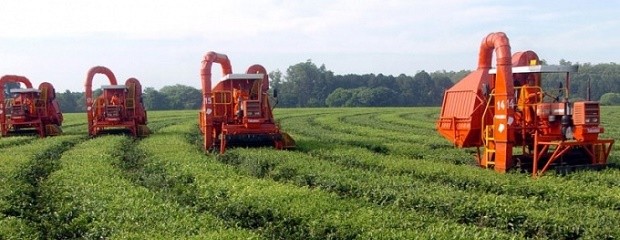 Acordaron nuevos precios para el té en Misiones