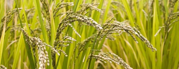 Bajas temperaturas dañaron al arroz en Entre Ríos