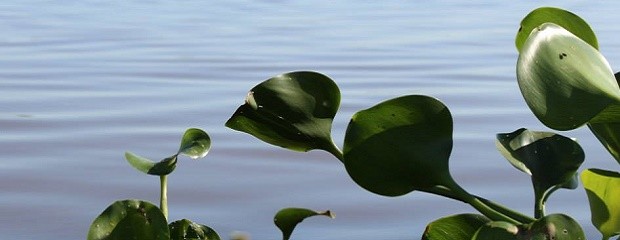 El río Paraná podría alcanzar el nivel de alerta en  enero