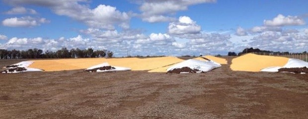 Con cuchillos, dañaron tres silobolsas en un campo