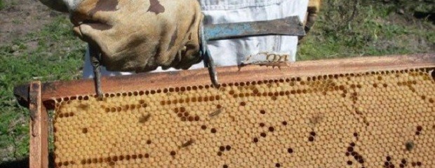 Colonia de abejas ante la inundación 