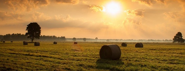   La FAO pide una agricultura sustentable