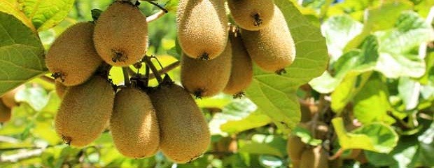 Desarrollaron método para producir kiwi a menor costo