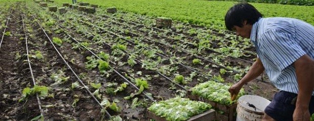 Cayó la producción de verduras de hoja en Entre Ríos