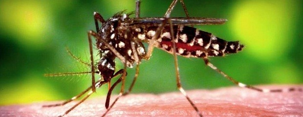 Recomendaciones para evitar la reproducción de dengue 