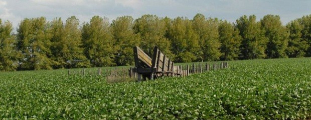 Concluyó la siembra de soja con 20,10 millones de hectáreas