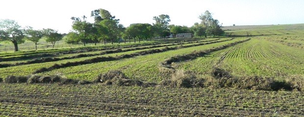 Se modificó la forma de negociar alquileres agrícolas