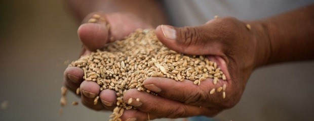 Argentina exportó trigo de baja proteína a 14 mercados