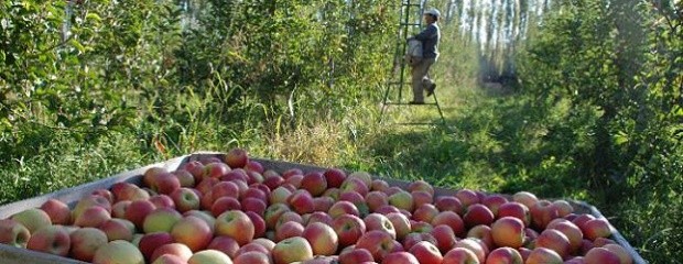 Productores aseguran que reciben $0,40 por kilo de fruta