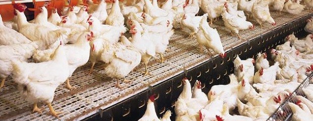 Criadores de pollos advierten sobre la crisis del sector