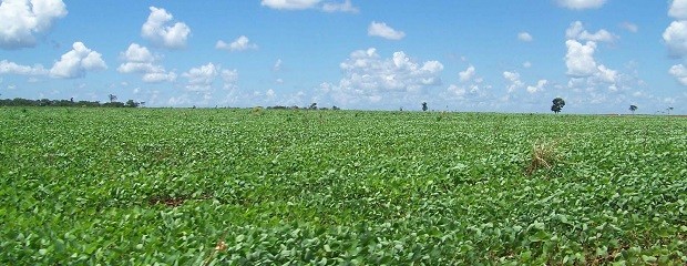 Soja:Las lluvias no alcanzaron para revertir déficit hídrico