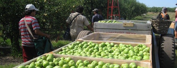 Productores de peras y manzanas reclaman fondos